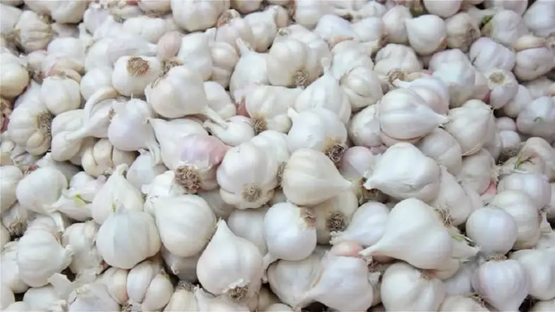 রৌসুন